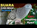 Perkutut Lokal Gacor Suara Kung Besar Pancingan Burung Perkutut Agar Bunyi.