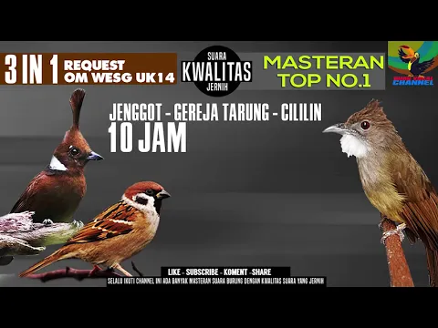 Download MP3 Masteran Best Kompilasi !!! Suara burung Cucak jenggot - cililin - Gereja tarung #requestmastering33