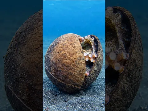 தேங்காயாக மாறும் Octopus 🐙 #tamil #animation #stories #shorts #octopus #coconut #coconutoctopus #sea