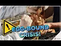 Egg-Bound or Egg Binding in Chickens All You Need To Know