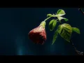 IZA - Uma Vida É Pouco Pra Te Amar (Ao Vivo)