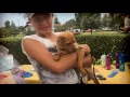 Senior Pet Adoption