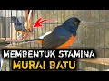 Download Lagu MEMBENTUK STAMINA MURAI BATU ? WAJIB PAHAMI INI DULU | DRK MURAI BATU