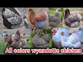 Download Lagu Wyandotte chicken | All colors of wyandotte chicken breed | partridge wyandotte | mottled wyandotte