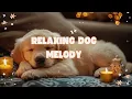 12 Hours Dog Calming Music 🎵 Chilling Music for Dog Deep Sleep - Music Therapy for Dogs ⭐Dog Music