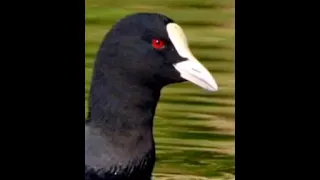 نغمة دجاج ماء نادره 