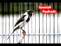 Download Lagu Spanish Timbrado canary singing 90 Points of Canary Powerful Training Song