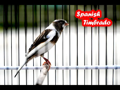 Download MP3 Spanish Timbrado canary singing 90 Points of Canary Powerful Training Song