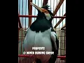 Download Lagu Burung Jalak Uren Gacor Panjang, cocok untuk masteran #shorts