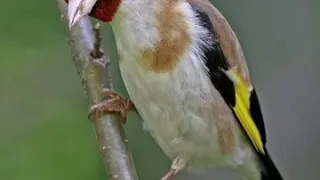 لقم بهذا وإذا جاب ربي فيه ماتزيدش تقلب على مقنين إخر 