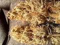 Weed Review Ultra Duct x BubbaDarkstar x Runtz SKEastCoast Genetics