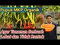 Download Lagu Pupuk MKP organik, Pupuk Perangsang Buah dan Bunga, Agar Tanaman Berbuah Lebat dan Tidak Rontok..!!