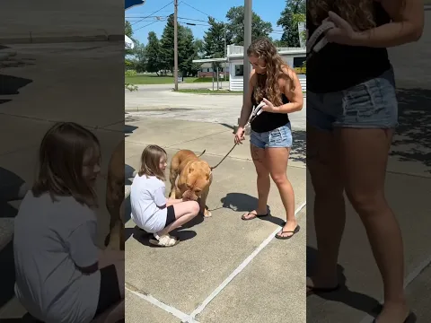 Crusha gets a pup cup #americanbully #dogsofyoutube