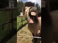 Download Lagu singer donkey singing a song-funny video_#shortvideo