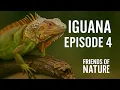 Iguana The Leaf-Eating Jungle Lizard Reptile Secrets Ep 4 Friends of Nature