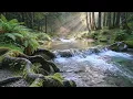Riverside Nature Sounds with Singing Birds | Calm Outdoor Background Audio for Sleep and Study Time