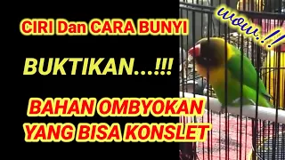 Download CARA JITU PANCINGAN BAHAN LOVEBIRD JANTAN KONSLET || OMBYOKAN YNG BISA KONSLET nyaut GAGAL PAHAM MP3