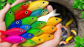 اصطياد أسماك الزينة الجميلة في البركة الصغيرة السلاحف الصغيرة أسماك الشبوط أسماك القلم الرصاص 