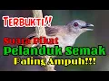 Download Lagu Terbukti!! Suara Pikat Pelanduk Semak, Paling ampuh..!! v.1.0