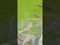 Lagu Wisata Ikan Sakti Sungai Janiah. Kab Agam Sumatera Barat...