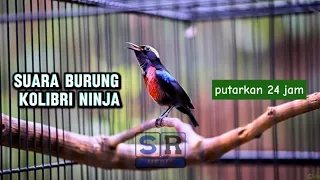 suara burung kolibri ninja gacor jernih full tembakan masteran terbaik 2025 ampuh pancingan konin
