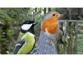 Download Lagu Bird Sounds : Birds Chirping Sounds for Cats to Watch and Listen To