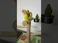 Download Lagu Hand Tamed,Cute, Adorable \u0026 Healthy lovebirds in (Delhi/Ncr)*Call us for queries on 9958069810