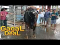Lagu Gagal Deal Dengan Sapi Crossing Super Ini !! Masih Non Poel BB 589 kg !!