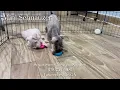 Mini Schnauzer Puppies New Litter