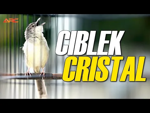 Download MP3 MASTERAN CIBLEK KRISTAL GACOR SUPER NEMBAK