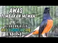 Lagu murai batu FIGHTER BONGKAR ISIAN !! Ampuh buat PANCINGAN murai batu malas bunyi jadi EMOSI NYAUT