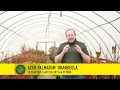 Top 5 Japanese Maples For Small Gardens