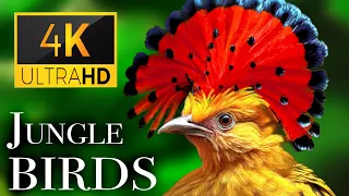 Jungle Birds 4K Beautiful Birds Sound In The Rainforest Scenic Relaxation Film 