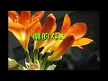 【劇的な瞬間】斉藤和義／唄/のてつ