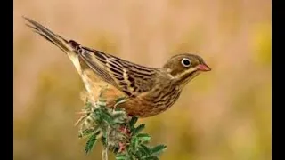 صوت ولا اروع لعصفور الدخن نار للصيد 