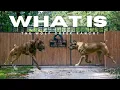 What is Wolf Creek Ranch Cane Corsos