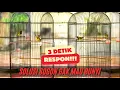 Download Lagu KOLONI SOGON UNTUK PANCINGAN SOGON BAHAN