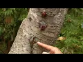 Cherry Gummosis - This Week in the Garden