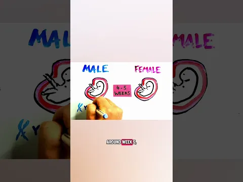 Why do male nipples exist?