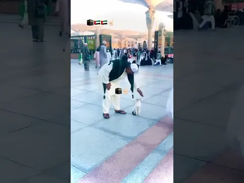 Cat In Madina🥰🕋🐱 #makkah #islamic #shorts #youtubeshorts #india #pakistan #cat #madina #viralvideo
