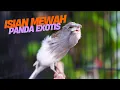 Lagu KENARI PANDA GACOR ISIAN MEWAH! MASTERAN KENARI ISIAN BLACKTHROAT GACOR DURASI PANJANG FAVORITE