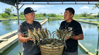 Giant Ulang Farming sa Pilipinas! Malaking Kita Ba sa Pag-aalaga ng Freshwater Prawns?