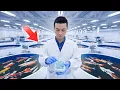 Download Lagu Het proces van het maken van Koi-vissen, een van 's werelds drie beste verzamelobjecten / Japan