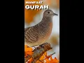 Download Lagu EFEK DARI TEMBAKAU😱 ,,,, PERKUTUT HABIS DI GURAH,,, SUARANYA JADI PLONG DAN JELAS IRAMANYA.
