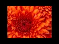 Download Lagu Dang Ni Gu Dan Ni Hui Xiang Qi Shui