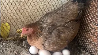 كيف اخلي الدجاجه ترجن او  تحضن على البيض   دندنها