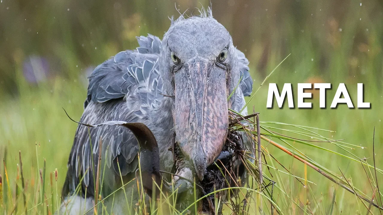 Outline Video Shoebills are Metal