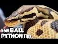 Your New Ball Python - First Week