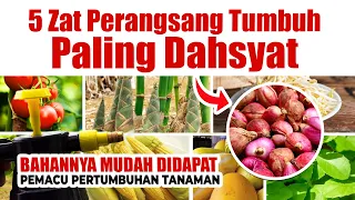 Download WAJIB TAU.! 5 ZAT PERANGSANG TUMBUH PALING DAHSYAT EFEKNYA | Agar Tanaman Subur Berbuah Lebat MP3