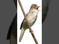 Download Lagu Suara burung sikatan londo #shorts #sikatanlondo #sikatanlondogacor